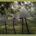 petit matin dans le marais poitevin