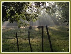 petit matin dans le marais poitevin