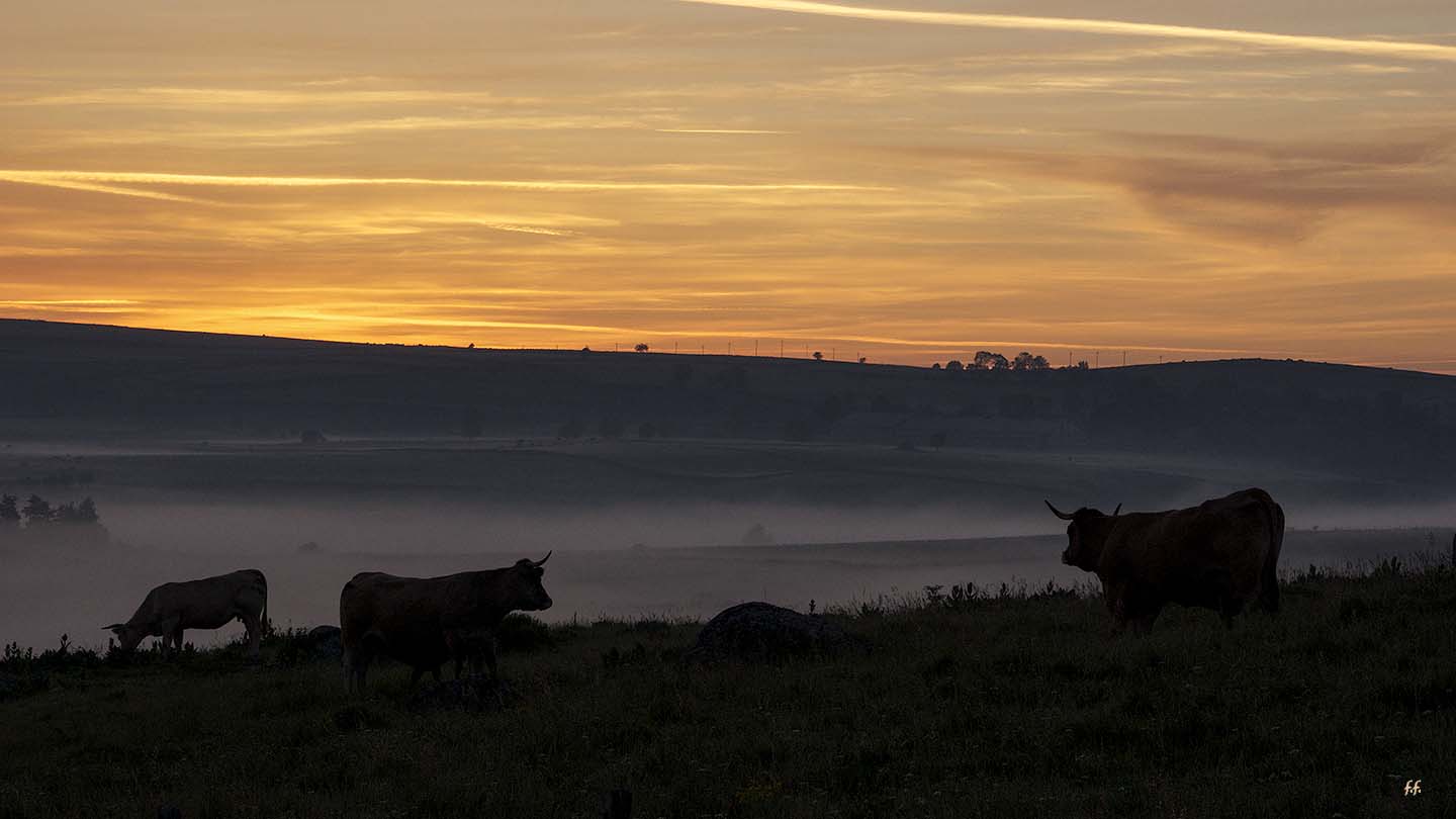 Petit matin sur l'Aubrac