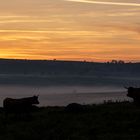 Petit matin sur l'Aubrac