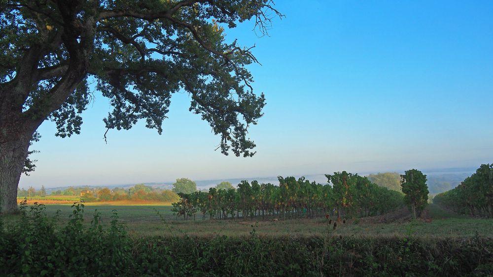Petit matin sur le vignoble de la Ténarèze (Armagnac)