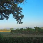 Petit matin sur le vignoble de la Ténarèze (Armagnac)