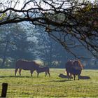 Petit matin tranquille près de la Charente