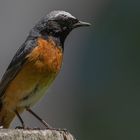 Petit migrateur  (Phoenicurus phoenicurus, rougequeue à front blanc)