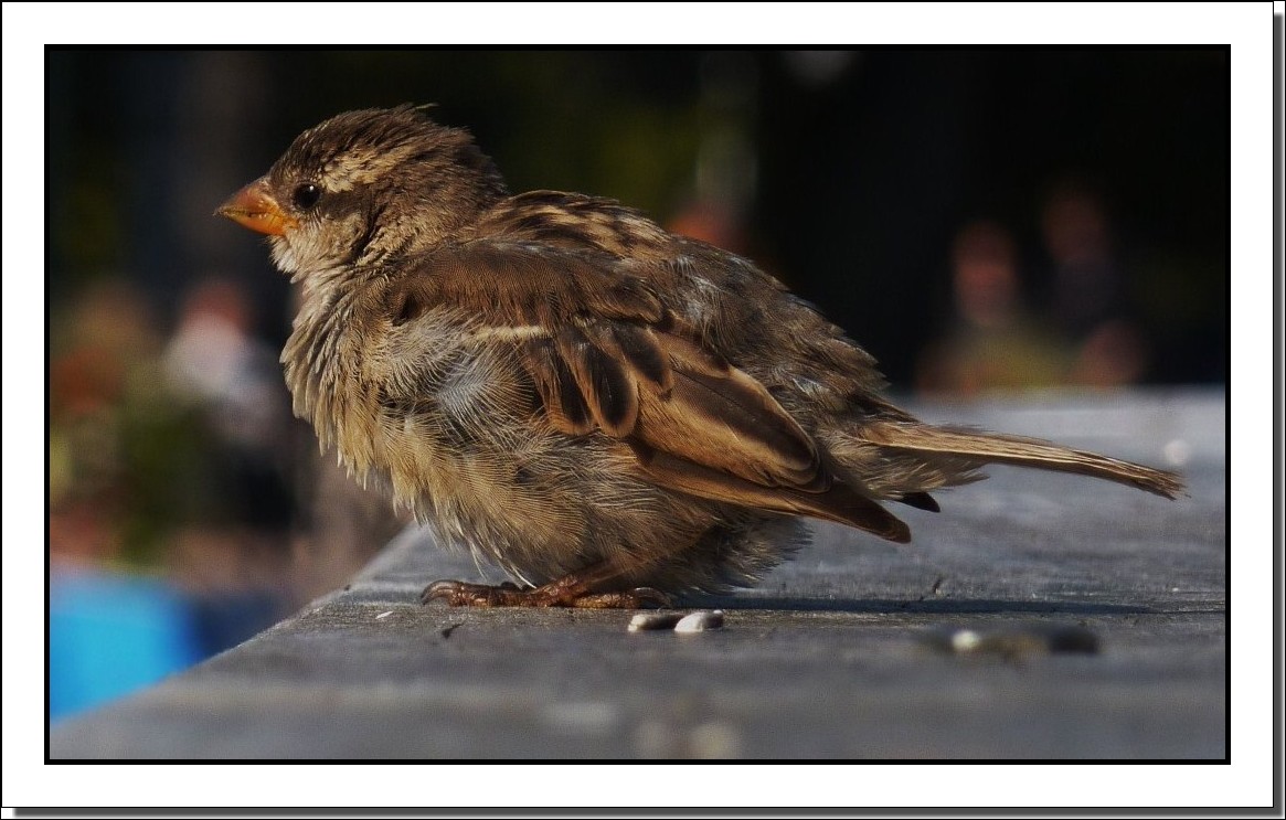 petit moineau