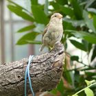 Petit moineau parisien.