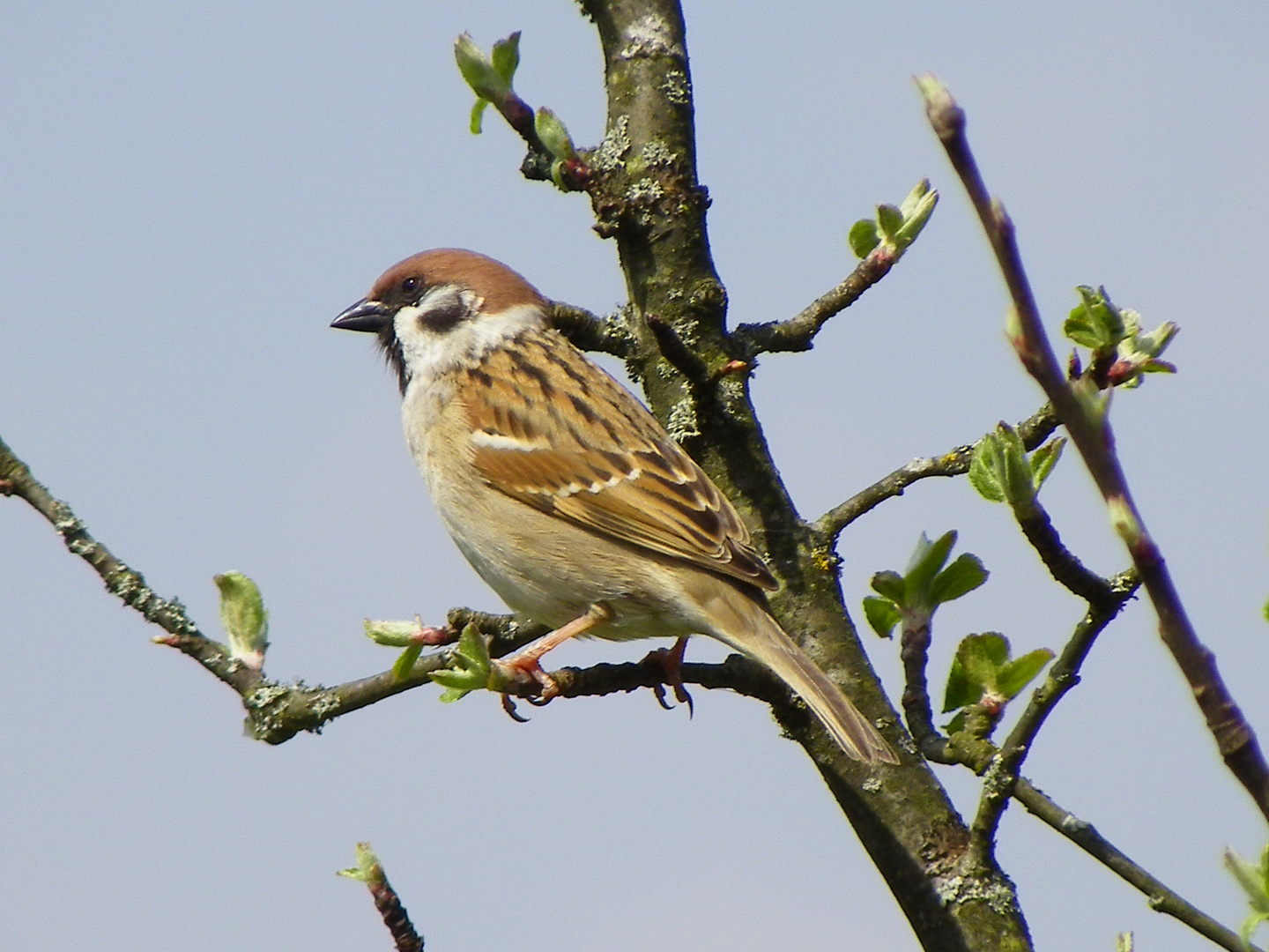 Petit moineau rêveur!!!!