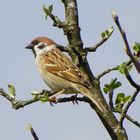 Petit moineau rêveur!!!!