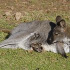 Petit moment de tendresse façon wallaby