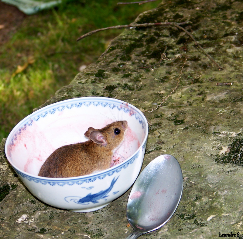 petit mulot gourmand