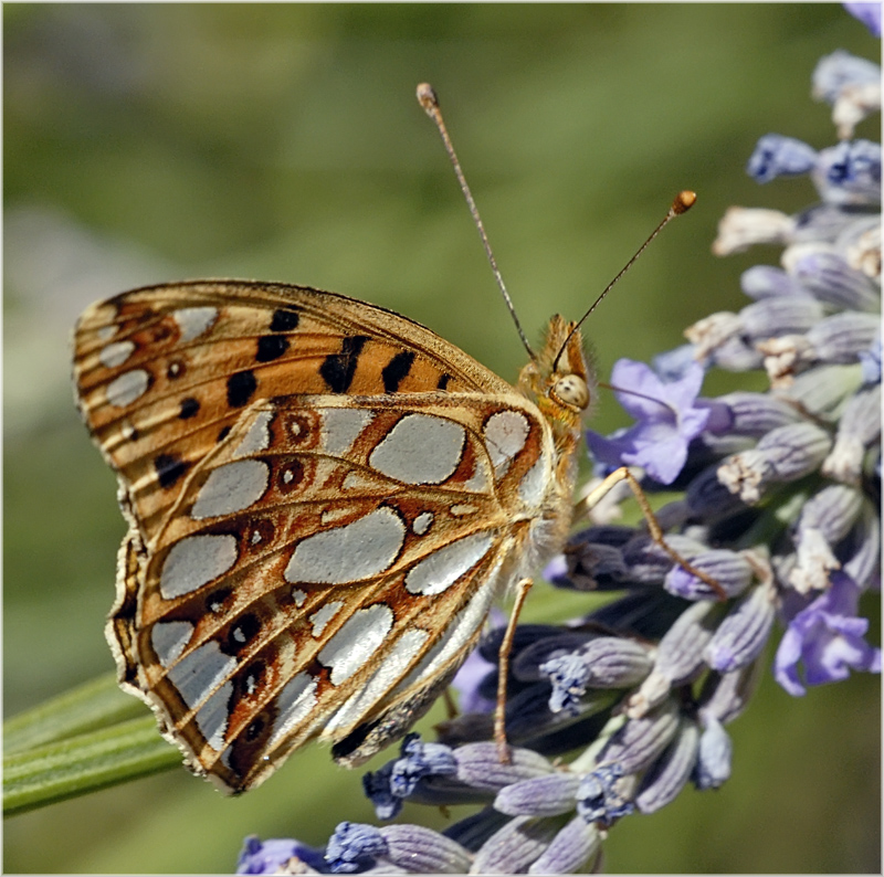 Petit Nacré (Issoria lathonia)