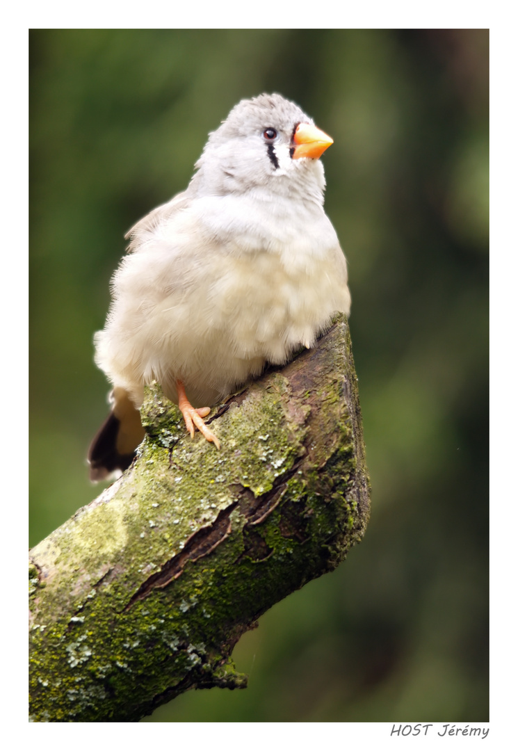 Petit oiseau