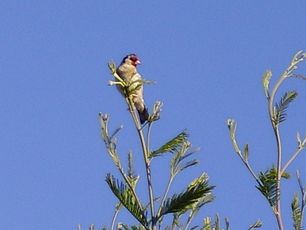 petit oiseau