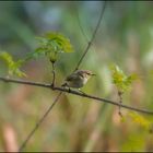 Petit oiseau