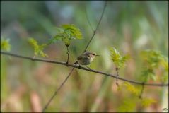 Petit oiseau