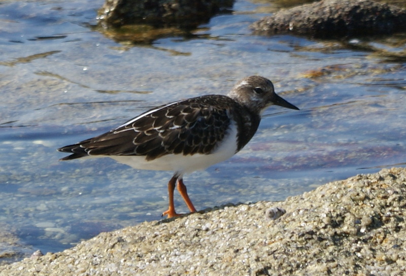 petit oiseau 