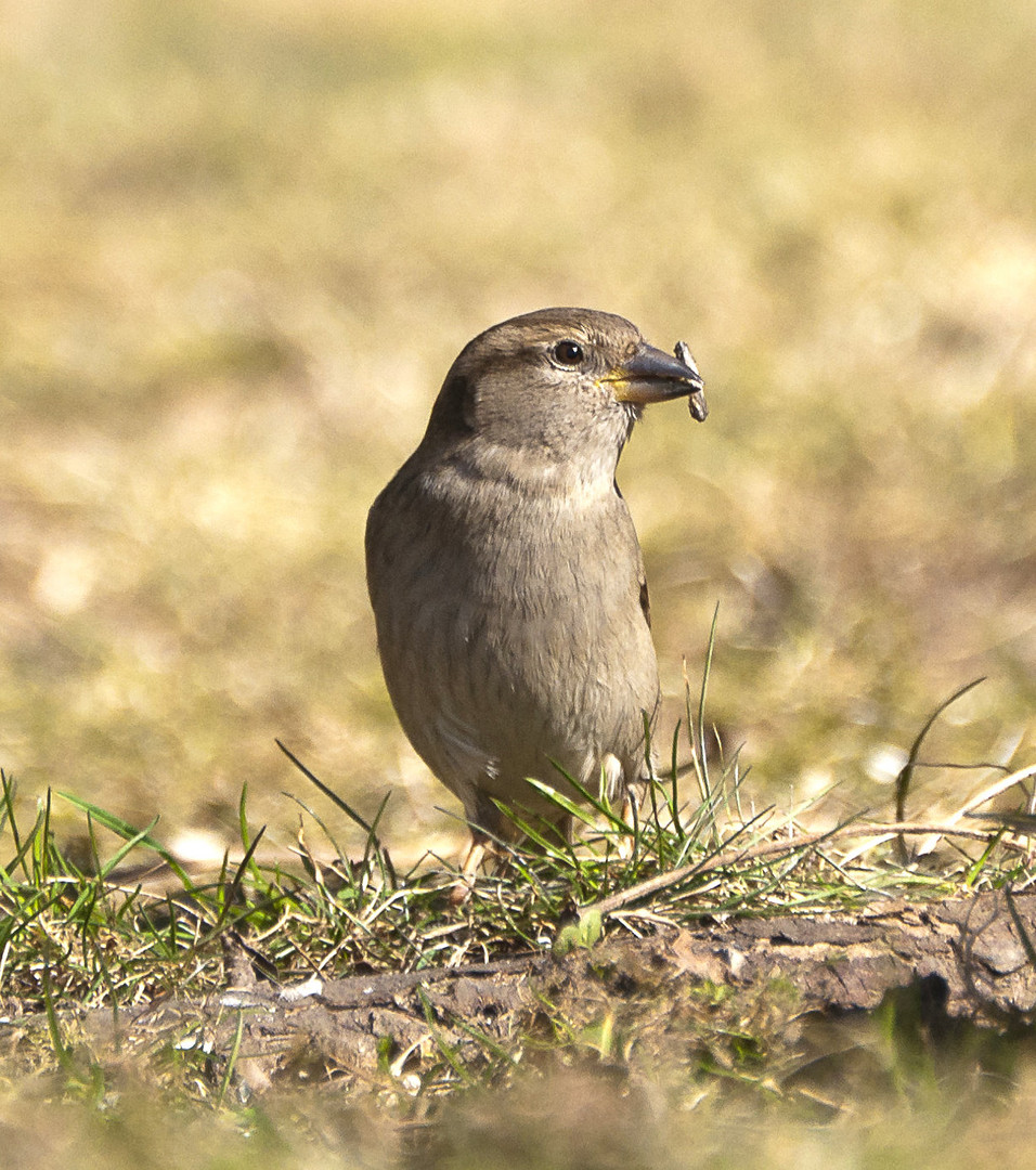 petit oiseau