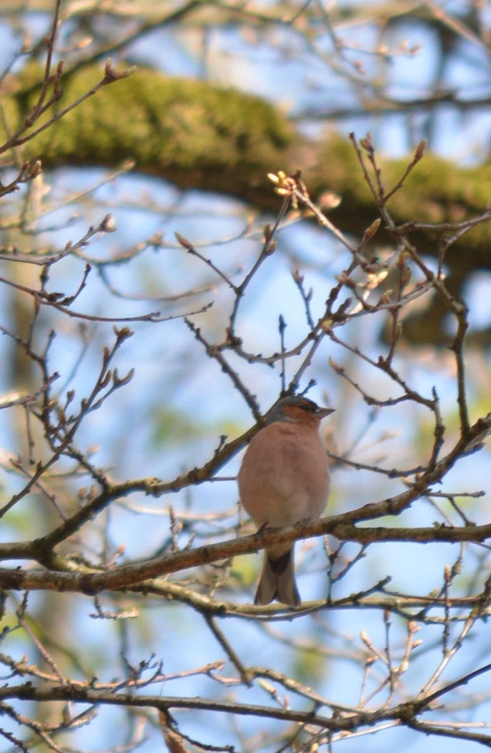 Petit oiseau