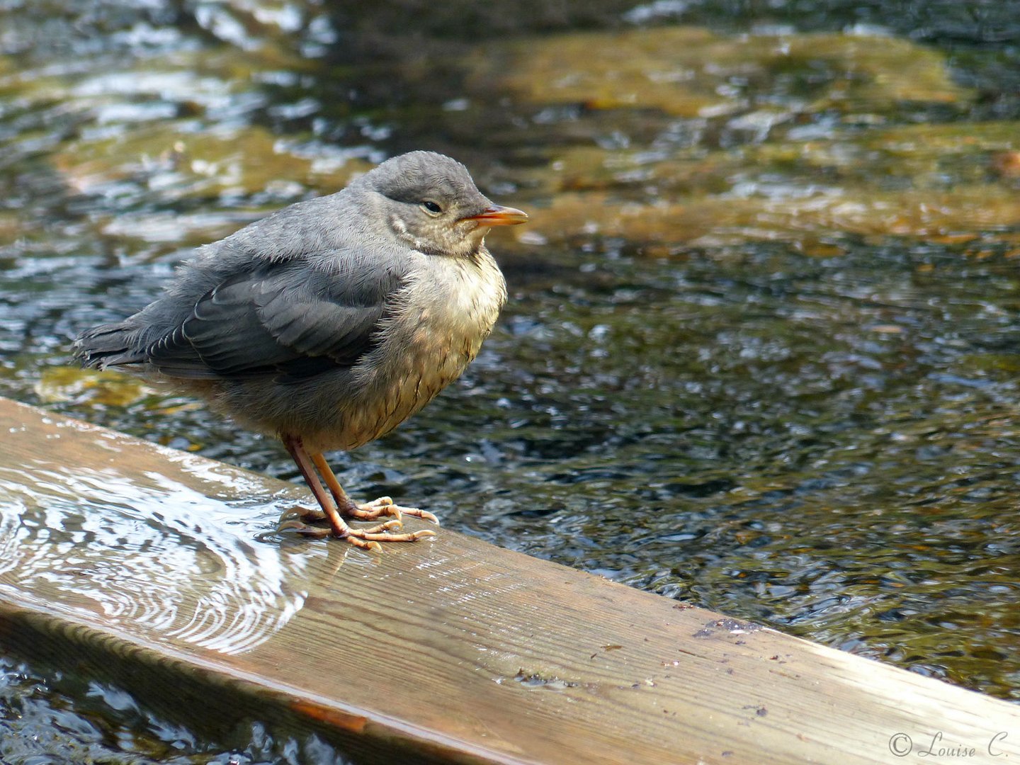 Petit oiseau