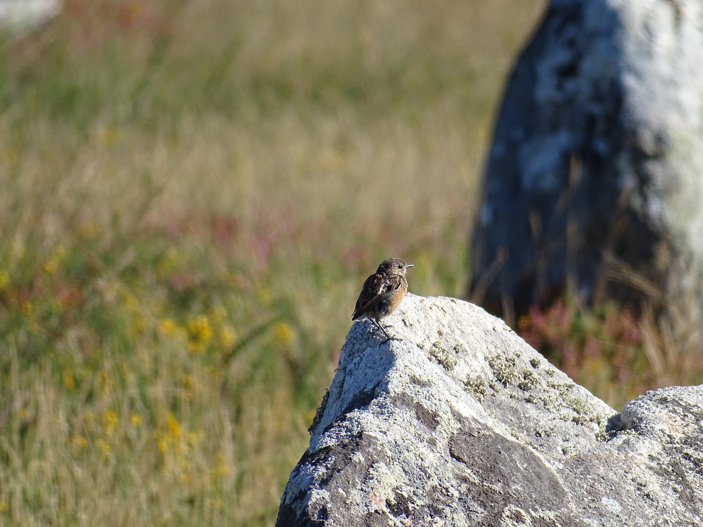 Petit oiseau 