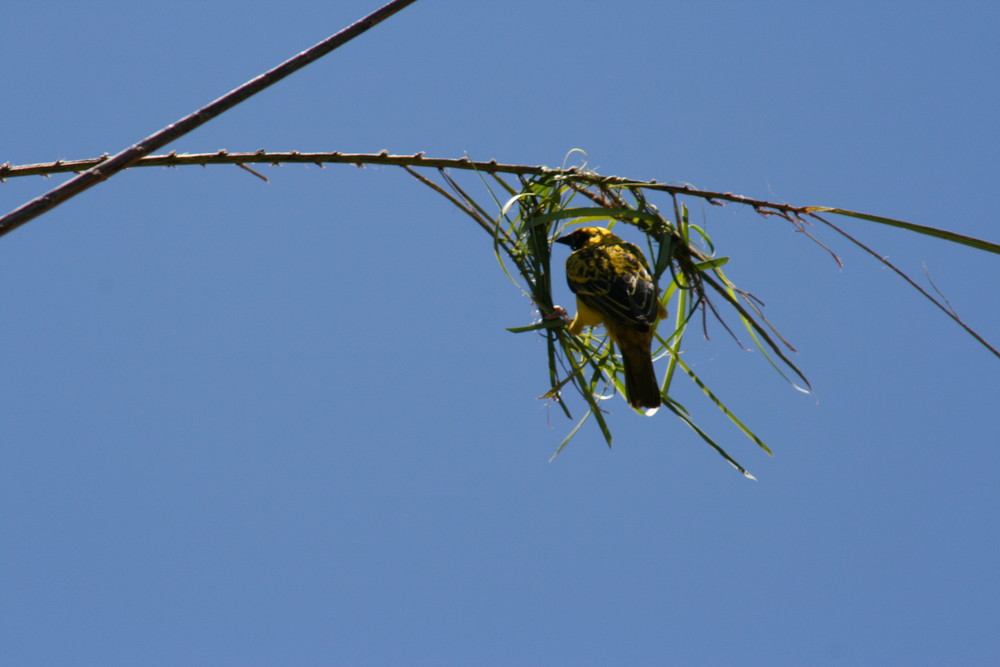 petit oiseau construit sa maison ile maurice