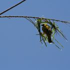 petit oiseau construit sa maison ile maurice