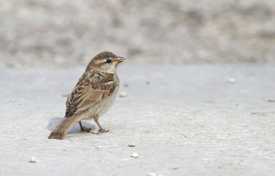 petit oiseau