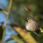 petit oiseau dans nos villes aussi