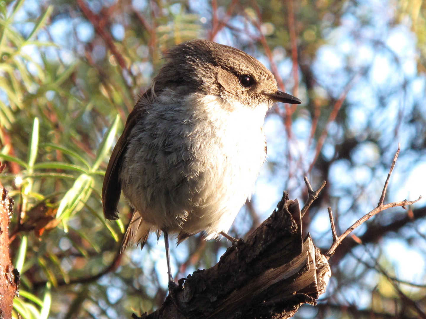 petit oiseau de bon matin