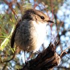 petit oiseau de bon matin