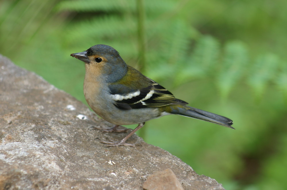 Petit oiseau de Madère