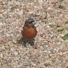 petit oiseau de parc