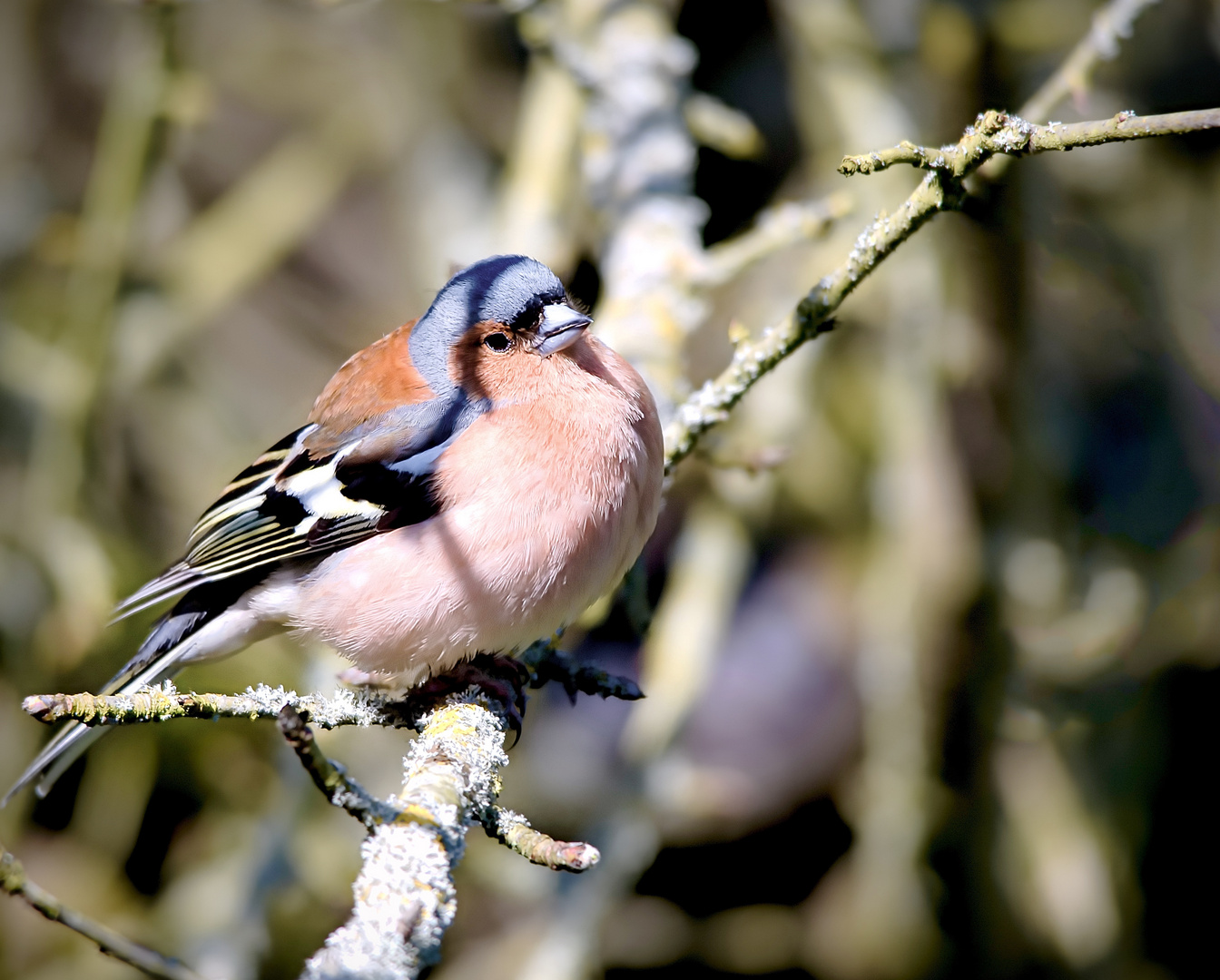 Petit oiseau des arbres