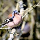 Petit oiseau des arbres