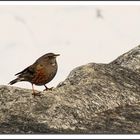 Petit oiseau des cîmes !