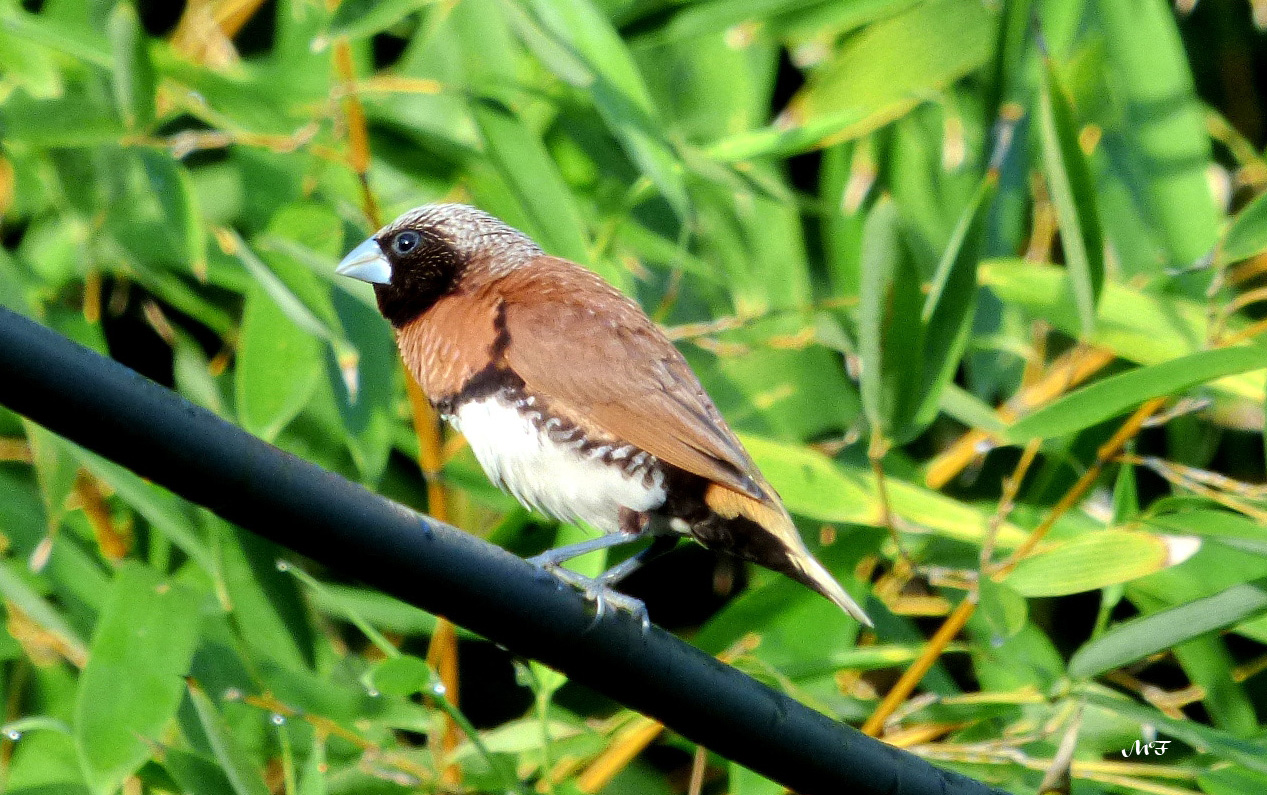 Petit oiseau du jardin