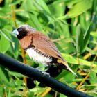 Petit oiseau du jardin