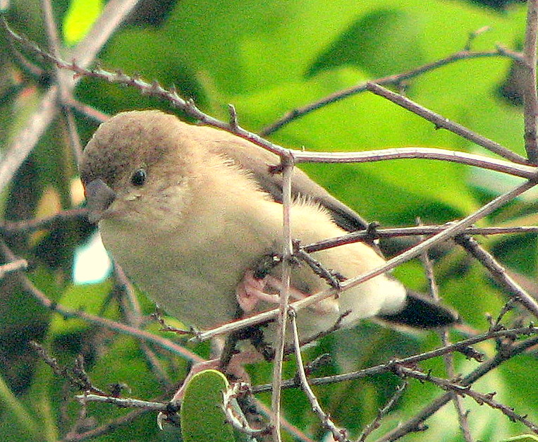 Petit oiseau