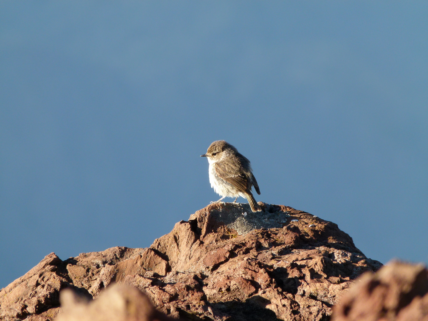 petit oiseau en haut du sommet