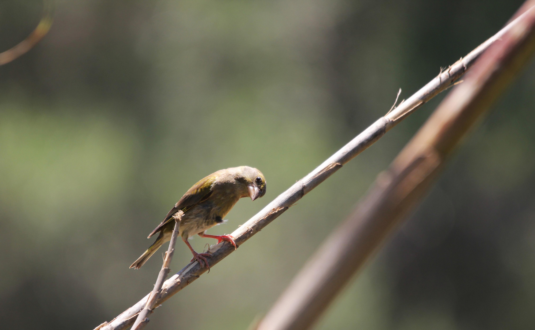 petit oiseaux de mallorca un autre