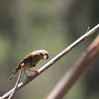 petit oiseaux de mallorca un autre