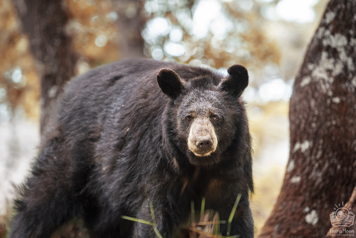 Petit ours brun