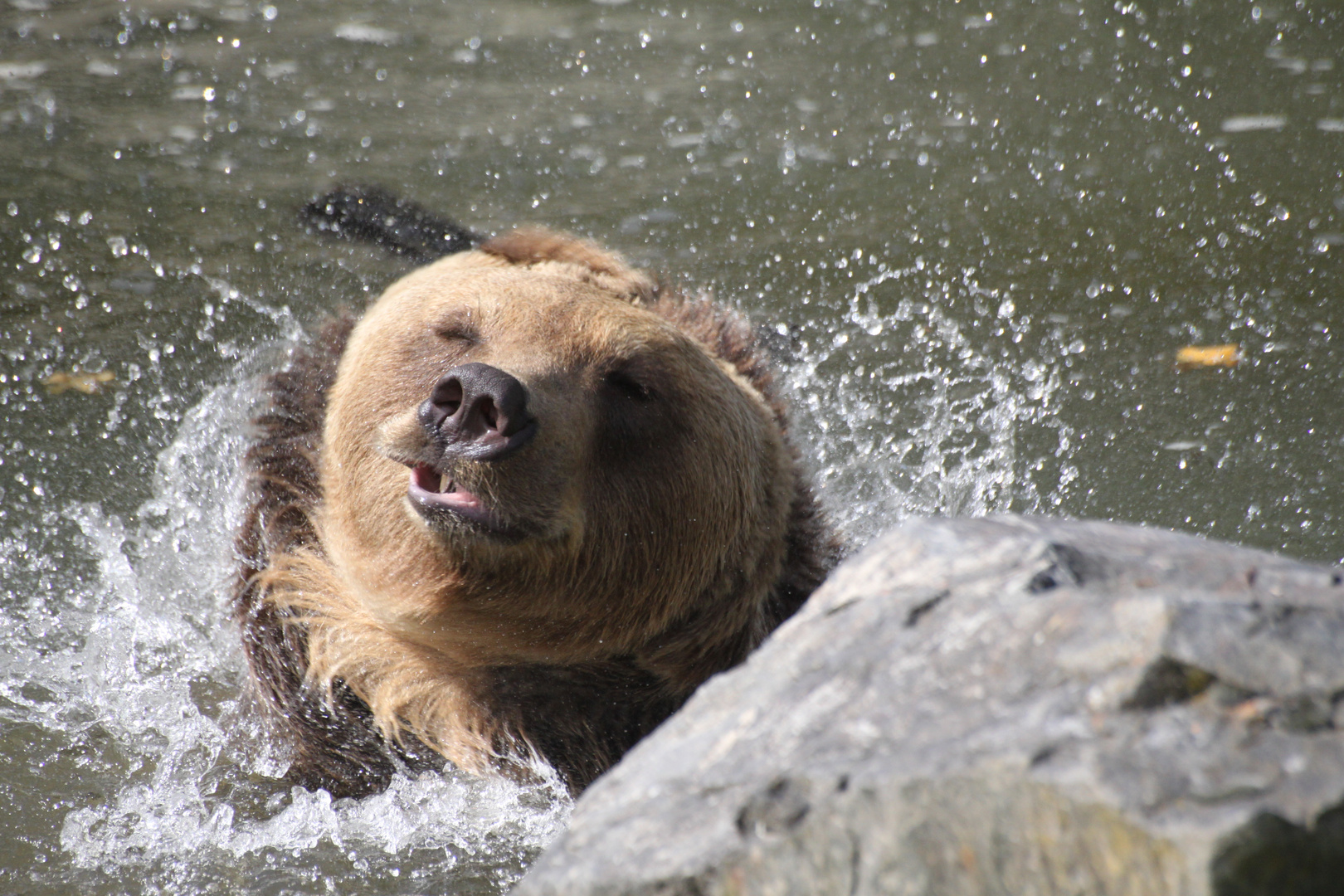 Petit ours brun prend son bain