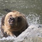 Petit ours brun prend son bain