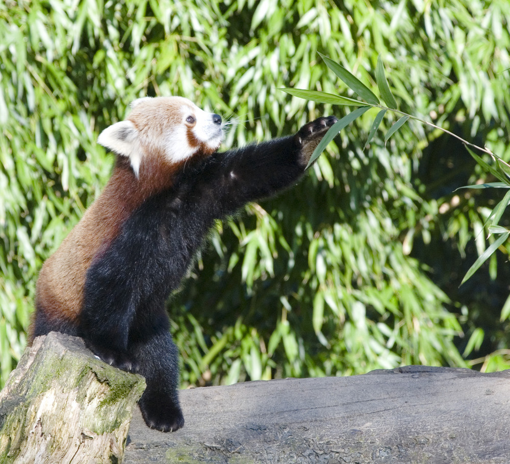 Petit Panda