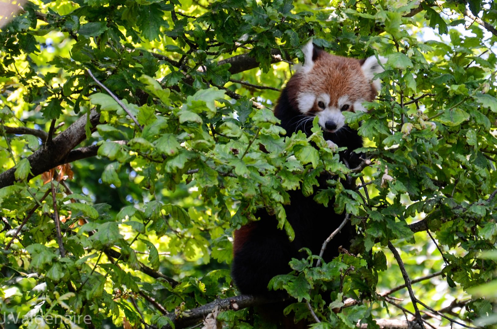 Petit panda au zoo de Zurich