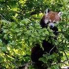 Petit panda au zoo de Zurich