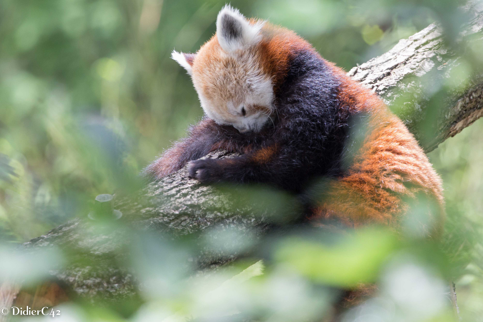 Petit Panda dort