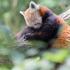 Petit Panda dort