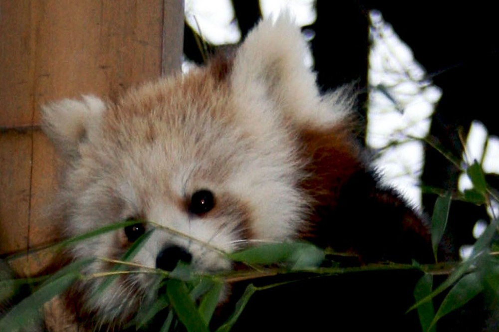 petit panda jardin des plantes